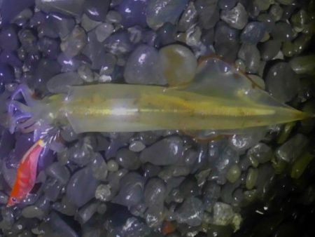 ヤリイカまだまだ釣れます。